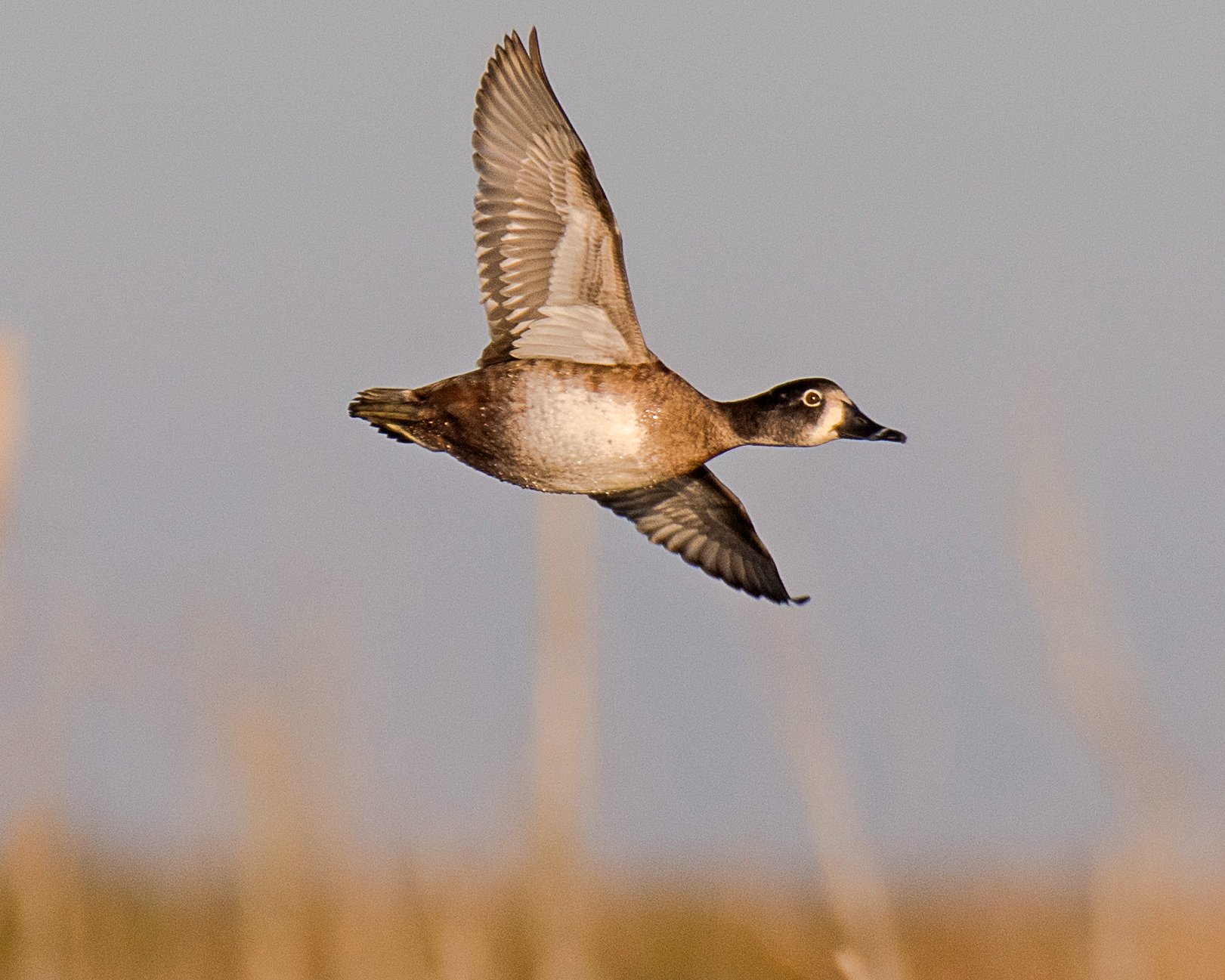 <h1 class="tribe-events-single-event-title">World Migratory Bird Day Events at Neal Smith National Wildlife Refuge</h1>