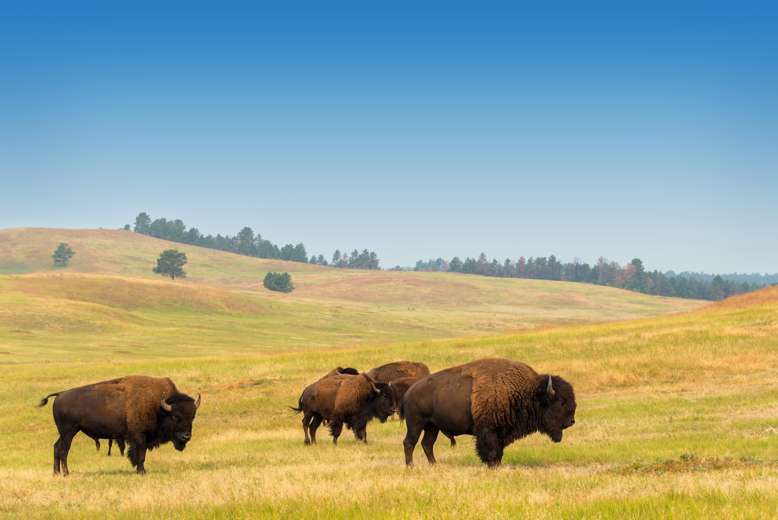 <h1 class="tribe-events-single-event-title">Free Bison Day Family Festival</h1>