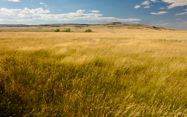 <h1 class="tribe-events-single-event-title">Volunteers Needed to Collect Native Prairie Seed</h1>
